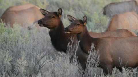 Two cow elk Stock Footage 12346213