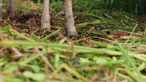Two cow hooves stand on the grass, hay under a cow's hoof, farm defiles Stockbeeldmateriaal 256063975