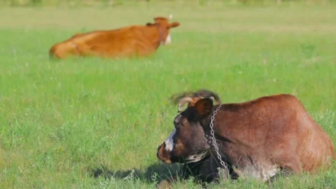 Two cow lying in a pasture on a bright sunny day. Copy space 動画素材 137134130