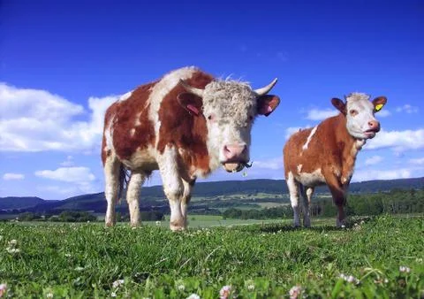 Two cow on pasture. Stock Photos