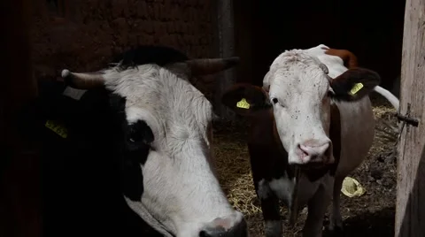 Two cows in Ait Ben Haddu, Morocco. Stock Footage 49570306