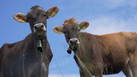 Two Cows on Alpine Pasture 库存影片 159174670
