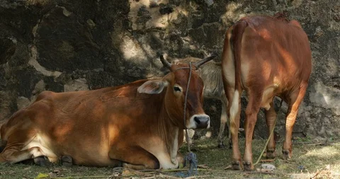 Two cows and a calf Stock Footage 86951955