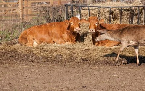 Two cows and a deer Stock Photos