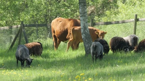 Two Cows and Group of Sheep in A Pasture, Meadow grazing Scene Stock Footage 235845660