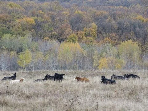 Two cows and several black angus cows sit on a meadow during autumn. In Roman Fotos de archivo