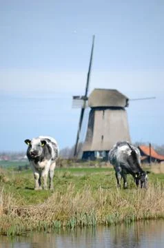 Two cows and a windmill Stock Photos