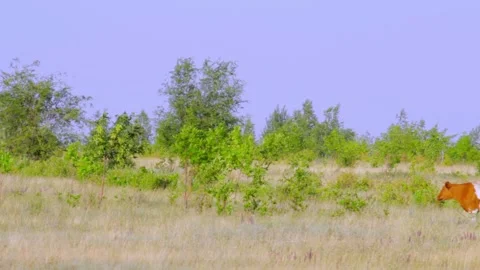 Two cows are on the field on a background of trees 動画素材 136051954