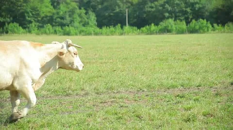 Two cows are on grass Stock-Footage 10917964