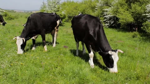 Two cows are grazing in the pasture Stock-Footage 127560906