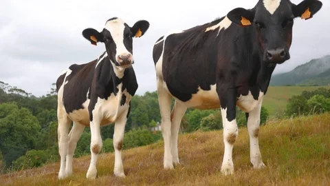 Two cows are looking into the camera on a beautiful meadow with a picturesque Video stock 104595904