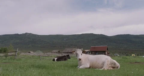 Two cows are resting on the grass wide shot Stock Footage 123313835