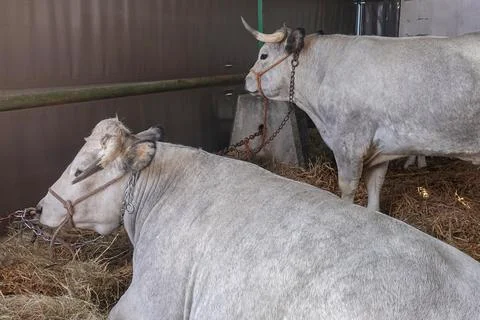 Two cows are resting inside a barn, surrounded by straw. Sunlight filters t.. Stock Photos