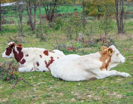 Two cows are sitting on the ground. in Romania 库存照片