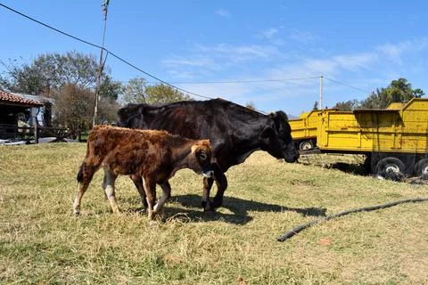 Two cows are standing in a field next to a yellow truck in Jalisco 写真素材