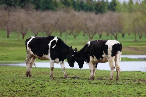 Two cows are standing in a field, one of which is black and white. The cows.. Stock Photos