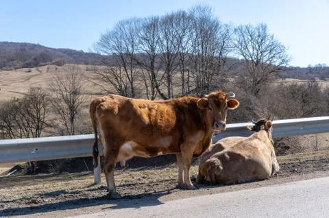 Two cows are standing on the side of a motorway Stock Photos