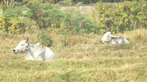 Two cows in the arid paddy field Stock Footage 48348355