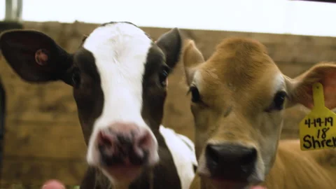 Two cows behind a fence inside of a barn Stock Footage 130754556