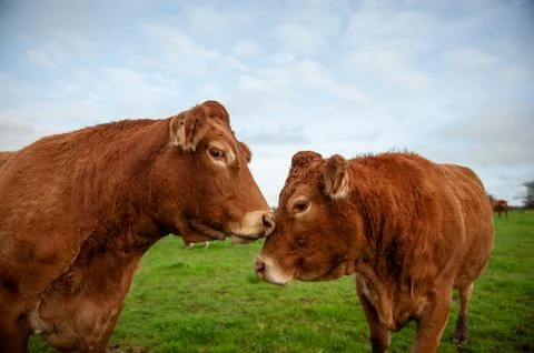 Two cows being affectionate Stock Photos