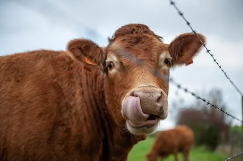 Two cows being affectionate Stock Photos