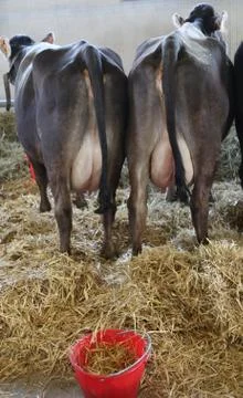 Two cows with big breasts full of milk inside the barn of the farm 写真素材