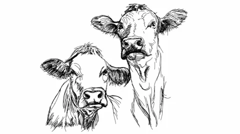 Two cows - black and white sketch Stock Footage 1038868