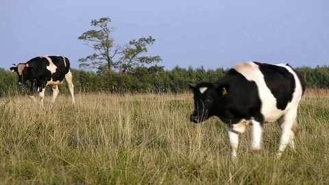 Two cows cattle crossing a pasture meadow Video stock 95045835