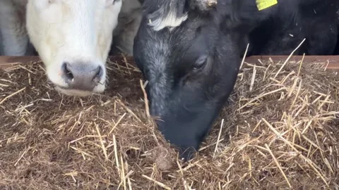 Two cows chewing dry hay close up Stock Footage 332024983