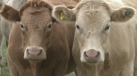 Two cows close up Stock Footage 660007