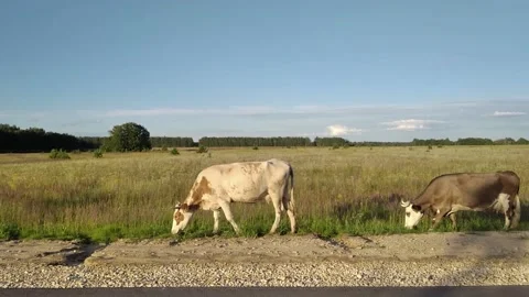 Two cows eat grass in a field in the countryside. Village landscape Stock Footage 158200378