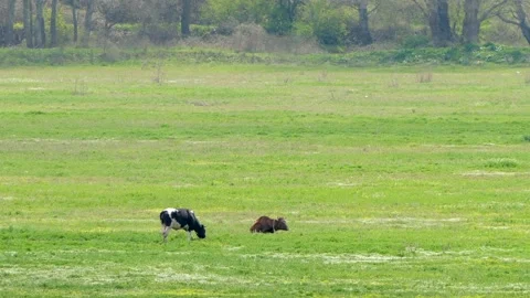 Two cows eat green grass on the field by the forest. Stock Footage 91074236