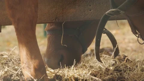 Two Cows Eating, Focus on Hay and Cow Snouts, Close Up Stock Footage 236934018