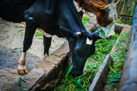 Two cows eating Stock Photos