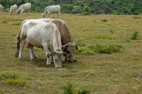 Two cows eating Stock Photos