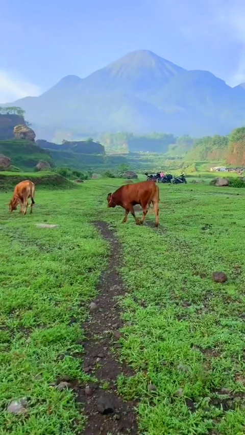 Two cows enjoying the grass under the mountain Stock Footage 189984949