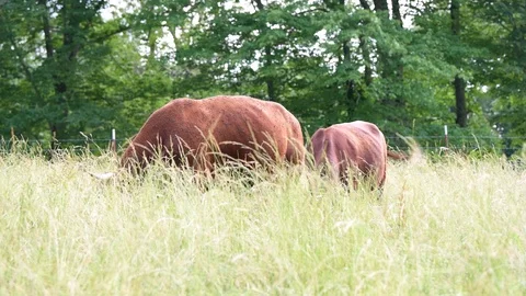 Two cows in farm field grazing on grass and many flies in Tennessee Stock Footage 120606876