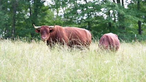 Two cows in farm field grazing walking on grass and many flies in Tennessee Stock Footage 120606928