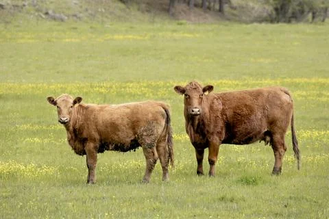 Two cows in a farm field. Stock Photos