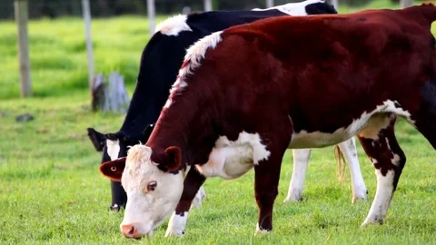 Two cows feeding on green grass Stock Footage 75136896