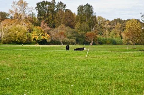 Two cows in field with one standing and one lying down Stock Photos