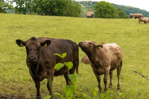 Two cows in a field outside Goettingen Stock Photos