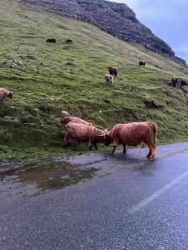 Two cows fighting, Faroe Islands Stock Photos