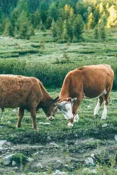 Two cows fighting on green grass . Cows playing on field. Stock Photos