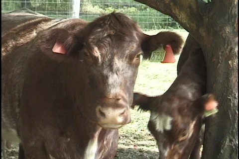 Two Cows Stock Footage 298709
