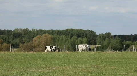 Two cows Stock Footage 626784