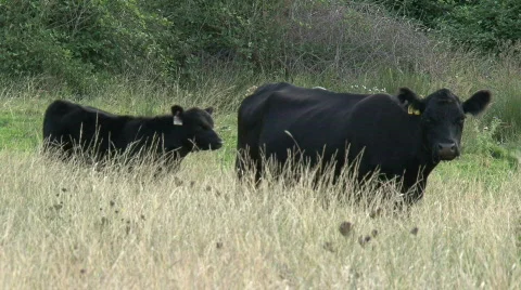 Two cows Stock Footage