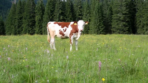 Two cows Stock-Footage 7091473