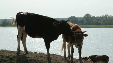 Two cows Video stock 11076286