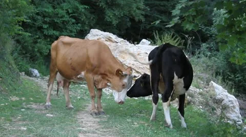 Two Cows Video stock 12050213